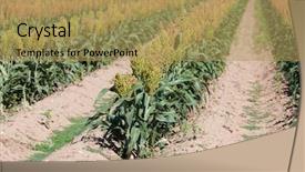  Presentation with sorghum - Theme having field of sorghum near time background and a yellow colored foreground