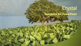 Presentation with soybean - Beautiful PPT layouts featuring field of soybeans shallow focus backdrop and a tawny brown colored foreground