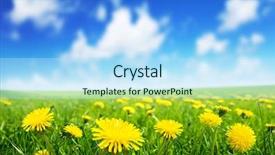  Presentation with perfect - Cool new presentation design with field of spring flowers backdrop and a light blue colored foreground