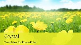  Presentation with perfect - Colorful presentation theme enhanced with field of spring flowers backdrop and a yellow colored foreground
