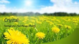 Presentation with perfect - Slide deck enhanced with field of spring flowers background and a gold colored foreground