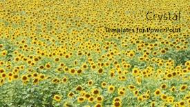  Presentation with sunflower sunflower sunflower sunflower sunflower - Slides with field of sunflower in daylight saving time background and a yellow colored foreground