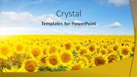  Presentation with sunflowers - Audience pleasing slide set consisting of field-of-sunflowers-and-sun backdrop and a light blue colored foreground
