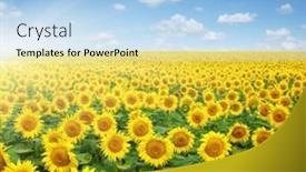  Presentation with sunflowers - PPT theme having field-of-sunflowers-and-sun background and a light blue colored foreground