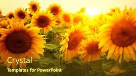  Presentation with sunflowers - 