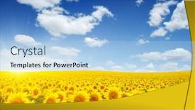  Presentation with sunflowers - Theme with field-of-sunflowers-and-sun background and a light blue colored foreground