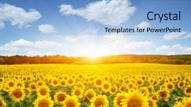  Presentation with sun radiation - Audience pleasing theme consisting of field of sunflowers and sun backdrop and a light blue colored foreground