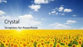  Presentation with fern sun - Amazing slide deck having field of sunflowers and sun backdrop and a light blue colored foreground