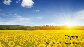  Presentation with sunflowers - Amazing slide deck having field of sunflowers and sun backdrop and a gold colored foreground