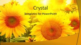  Presentation with sunflowers - PPT layouts consisting of field of sunflowers and sun background and a white colored foreground