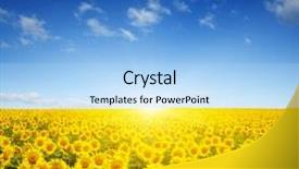  Presentation with sunflowers - Beautiful PPT theme featuring field of sunflowers and sun backdrop and a light blue colored foreground