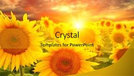  Presentation with sun tzu - Slide deck enhanced with field of sunflowers and sun background and a light gray colored foreground