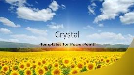  Presentation with sunflowers - 