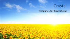  Presentation with sunflowers - Cool new slide deck with field-of-sunflowers-and-sun backdrop and a light blue colored foreground