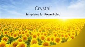  Presentation with sunflowers - PPT theme with field-of-sunflowers-and-sun background and a light blue colored foreground