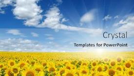  Presentation with sunflowers - 