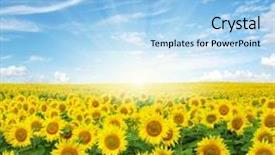  Presentation with sky sun - Theme consisting of field of sunflowers and sun background and a light blue colored foreground