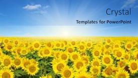  Presentation with sunflowers - 