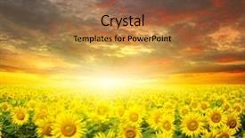  Presentation with sky sun - Slide set having field of sunflowers and sun background and a coral colored foreground