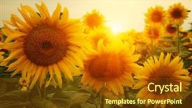  Presentation with sunflowers - Amazing presentation having field of sunflowers and sun backdrop and a tawny brown colored foreground