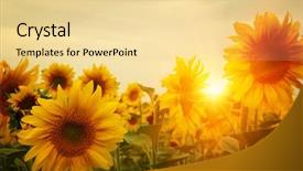  Presentation with sun bathers - Colorful slides enhanced with field of sunflowers and sun backdrop and a blonde colored foreground