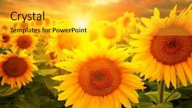 Presentation with sunflowers - Slide set featuring field of sunflowers and sun background and a yellow colored foreground