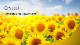  Presentation with sunflowers - 