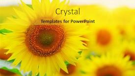  Presentation with sunflowers - 