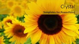 Presentation with sunflower - PPT layouts featuring field of sunflowers close up background and a gold colored foreground