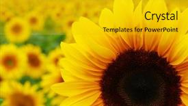  Presentation with field and stream - Audience pleasing PPT layouts consisting of field of sunflowers close up backdrop and a gold colored foreground