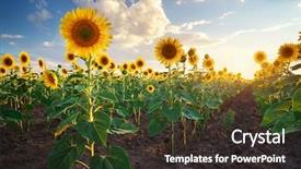  Presentation with sunflowers - Amazing presentation theme having field of sunflowers composition backdrop and a wine colored foreground