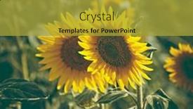  Presentation with sunflowers - 