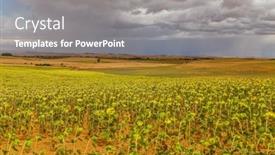  Presentation with sunflowers - Presentation theme featuring field-of-sunflowers background and a gray colored foreground