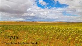  Presentation with sunflowers - PPT theme featuring field-of-sunflowers background and a gold colored foreground