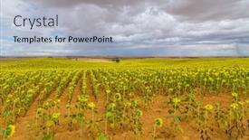  Presentation with sunflowers - Slide set featuring field-of-sunflowers background and a light blue colored foreground