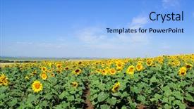 Presentation with sunflower - Slides enhanced with field of sunflowers background and a light blue colored foreground