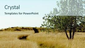  Presentation with tall - Cool new PPT theme with field of tall brown grass backdrop and a sky blue colored foreground