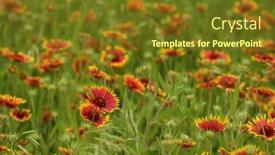  Presentation with texas - Colorful theme enhanced with field-of-texas-wildflowers backdrop and a tawny brown colored foreground