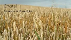  Presentation with corn - Presentation enhanced with young love couple smiling under blue sky real estate concept background and a gray colored foreground