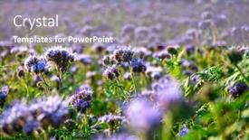  Presentation with purple flowers - Presentation having field-of-the-purple-flowers background and a  colored foreground