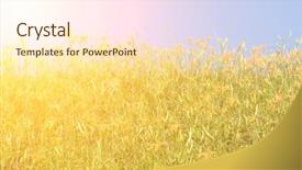  Presentation with lily lotus flower water - Colorful presentation theme enhanced with field of tiger lily daylily backdrop and a  colored foreground