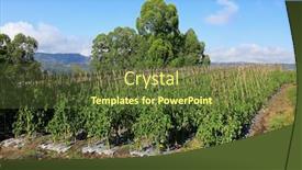  Presentation with irrigation - Slide set featuring field-of-tomato-plants-cultivated background and a tawny brown colored foreground