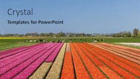  Presentation with tulips - Presentation theme consisting of field-of-tulips-near-alkmaar background and a light blue colored foreground