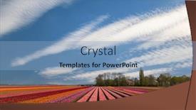  Presentation with tulips - Slides consisting of field-of-tulips-near-lemmer background and a light blue colored foreground