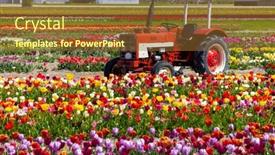  Presentation with tractor - Presentation theme featuring field-of-tulips-with-old background and a tawny brown colored foreground