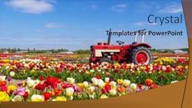  Presentation with tractor - PPT theme featuring field-of-tulips-with-old background and a teal colored foreground