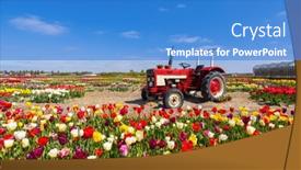  Presentation with tractor - Presentation theme with field-of-tulips-with-old background and a teal colored foreground