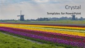  Presentation with windmill - Theme with field-of-tulips-with-ondermolen background and a light gray colored foreground