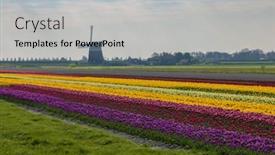  Presentation with windmill - PPT theme consisting of field-of-tulips-with-ondermolen background and a light gray colored foreground