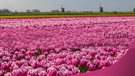  Presentation with windmill - Presentation theme with field-of-tulips-with-ondermolen background and a coral colored foreground